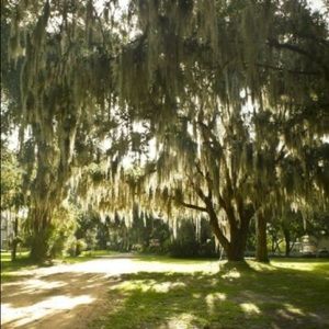 Organic Spanish Moss